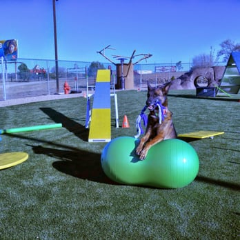 Fast Action Dogs - Canine Core is great for active dogs!  Teach balance, body awareness, and core strength. - Pet Training Near Me - Edgewood, New Mexico