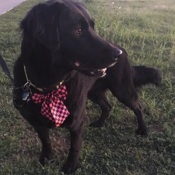 Lakeside Pet Spa - Black lab, the works (bath, shave, nails etc.) for $80 she is about 75lbs! - Pet Groomers Near Me - Plano, Texas Lakeside Pet Spa - Black lab, the works (bath, shave, nails etc.) for $80 she is about 75lbs! - Pet Groomers Near Me - Plano, Texas