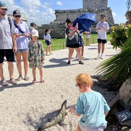 So many iguanas!! Hundreds live here