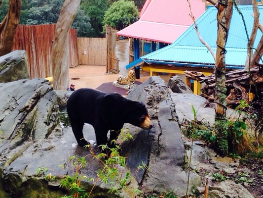 Wellington Zoo by null