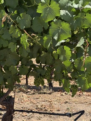 Iron Horse Vineyards by null