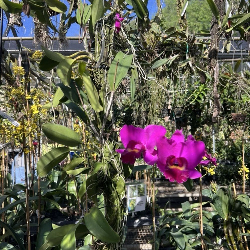 Palmer Orchids - Nurseries & Gardening Near Me - Bradenton, Florida Palmer Orchids - Nurseries & Gardening Near Me - Bradenton, Florida