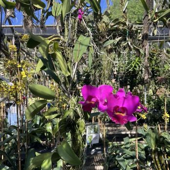 Palmer Orchids - Nurseries & Gardening Near Me - Bradenton, Florida