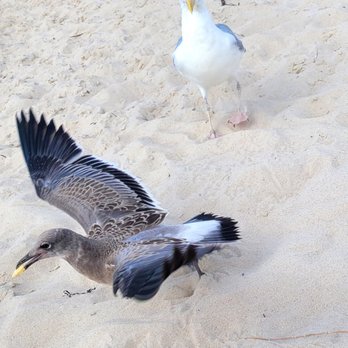 Kiptopeke State Park - Sea gull thiefs! Protect your food! - Beaches Near Me - Cape Charles, Virginia Kiptopeke State Park - Sea gull thiefs! Protect your food! - Beaches Near Me - Cape Charles, Virginia