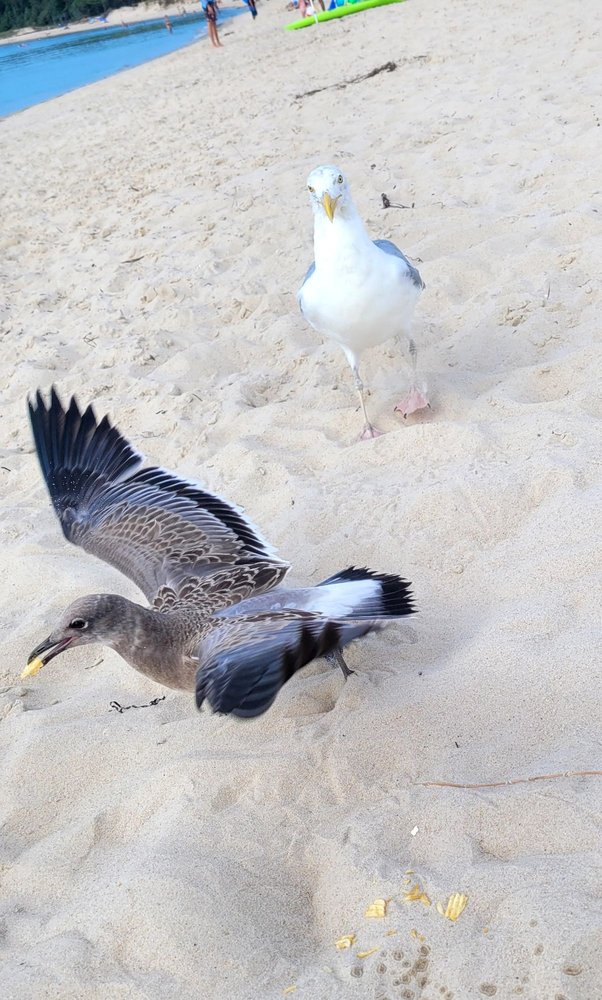 Kiptopeke State Park
