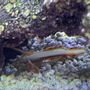 Photo of AZ Reef Monsters