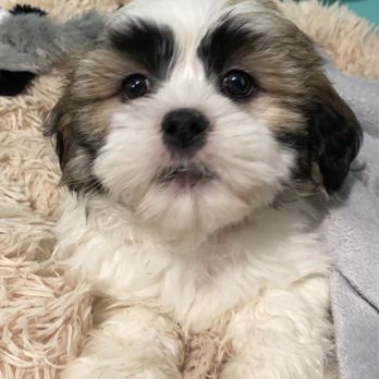 Mount Rock Kennels - Rocky born 2/25/20 - Pet Breeders Near Me - Shippensburg, Pennsylvania Mount Rock Kennels - Rocky born 2/25/20 - Pet Breeders Near Me - Shippensburg, Pennsylvania