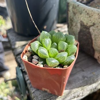 Solana Succulents - Nurseries & Gardening Near Me - Solana Beach, California