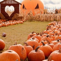 Wickham Farms