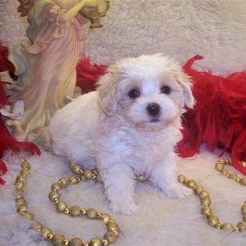 FancyPoo4U - Poodle-mix puppy is a Maltipoo puppy - Pet Breeders Near Me FancyPoo4U - Poodle-mix puppy is a Maltipoo puppy - Pet Breeders Near Me