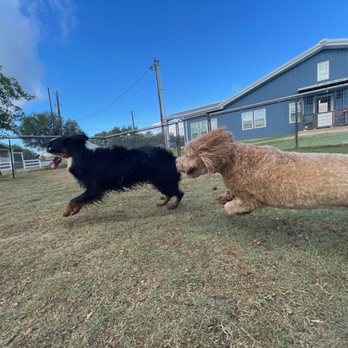 Jumping Jack Dog Ranch - Pet Boarding Near Me - Manchaca, Texas
