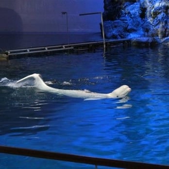 Shedd Aquarium - Aquariums Near Me - Chicago, Illinois Shedd Aquarium - Aquariums Near Me - Chicago, Illinois