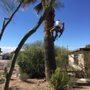 Photo of Clyde & Son's Tree Service