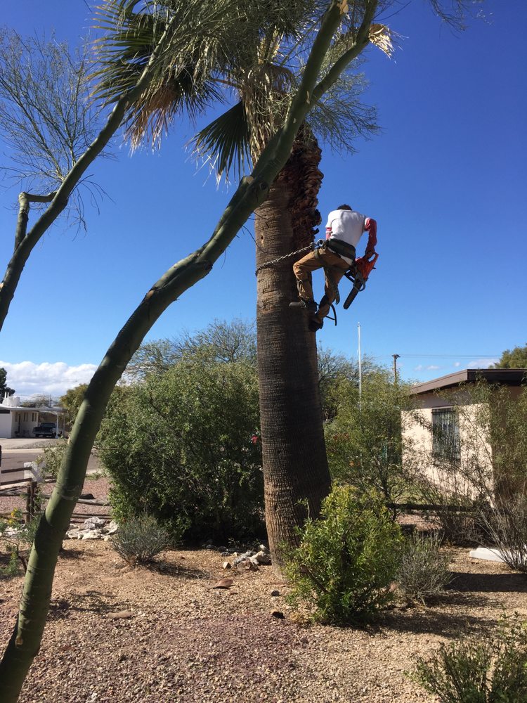 Clyde & Son's Tree Service - tree service in Tucson, AZ