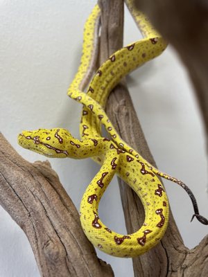 THE REPTILE STORE - Updated June 2024 - 31 Photos - 4804 E Chandler