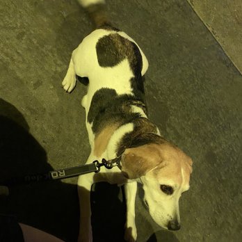 Fred 62 - Beagle wants some! - Diners Near Me - Los Angeles, California Fred 62 - Beagle wants some! - Diners Near Me - Los Angeles, California