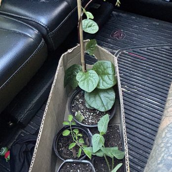 Ever Farms - (3)Long green bean plant, (1) Big Malabar spinach, (1)Moringa - Nurseries & Gardening Near Me - Starke, Florida