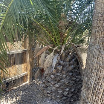 Sobrinos Maintenance - Before removal of baby palm tree - Tree Services Near Me Sobrinos Maintenance - Before removal of baby palm tree - Tree Services Near Me