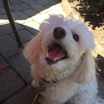 The Old Brogue - The front patio is dog friendly. Water bowls may be in short supply on busy days. - Irish Near Me - Great Falls, Virginia