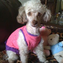 St Joe Veterinary Hospital - Brielle