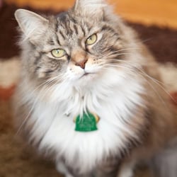 Jennifer Cimino Photography - sexy cat!