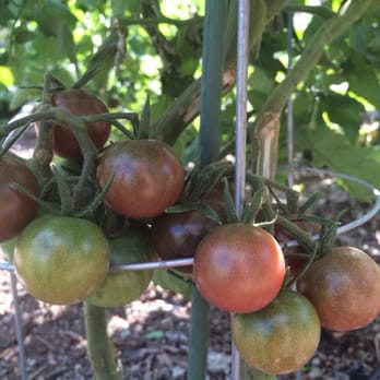 Coltivare - Tomatoes a plenty! - Italian Near Me - Houston, Texas Coltivare - Tomatoes a plenty! - Italian Near Me - Houston, Texas