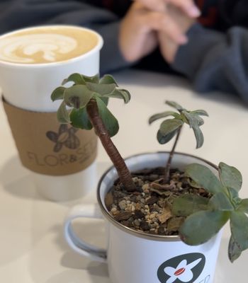 Flor and Seed Coffee Roasters by null