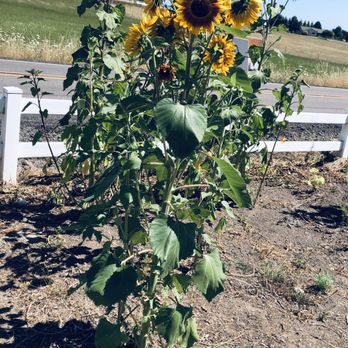 King's Farm to Table - Pretty sunflowers - Farms Near Me - Wilsonville, Oregon King's Farm to Table - Pretty sunflowers - Farms Near Me - Wilsonville, Oregon