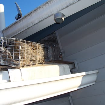 Lakeside Pest Control - Squirrels caught in trap and released safely. - Pest Control Near Me - Auburn, New York Lakeside Pest Control - Squirrels caught in trap and released safely. - Pest Control Near Me - Auburn, New York