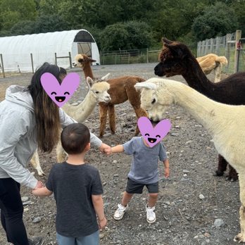 Stagecoach Trails Alpacas - Farms Near Me - Middletown, New York