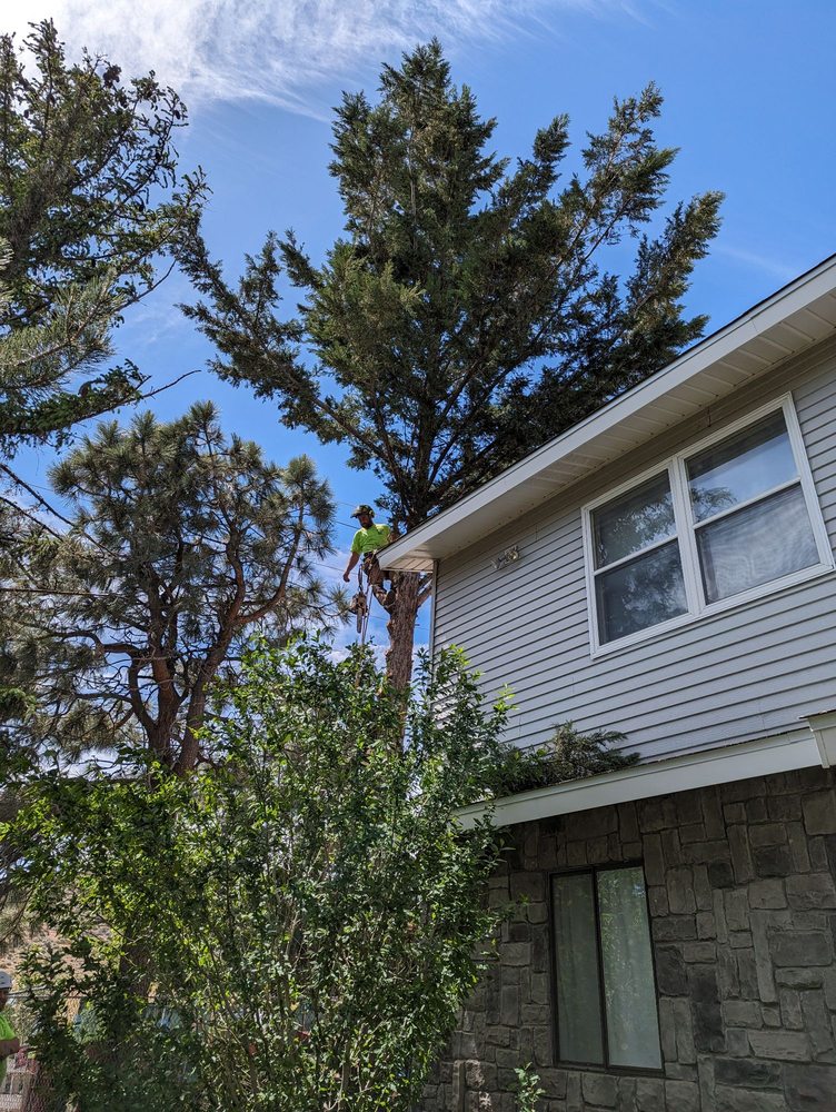 The Tree Professional - tree service in Reno, NV