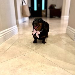 The Zuri Pet Spa & Resort - Happy dog after coming home!