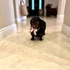 The Zuri Pet Spa & Resort gift card