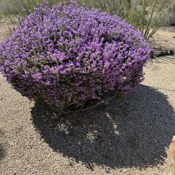 Friendly Professional Landscaping - Landscaping Near Me - Phoenix, Arizona