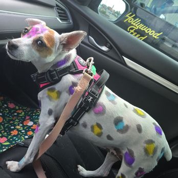 Designer Paws Salon - Westerville - Lisa Frank would be proud! - Pet Groomers Near Me - Westerville, Ohio