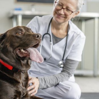 Banfield Pet Hospital - Veterinarians Near Me - Chesapeake, Virginia Banfield Pet Hospital - Veterinarians Near Me - Chesapeake, Virginia