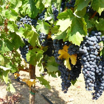 Truchard Vineyards - Wineries Near Me - Napa, California Truchard Vineyards - Wineries Near Me - Napa, California