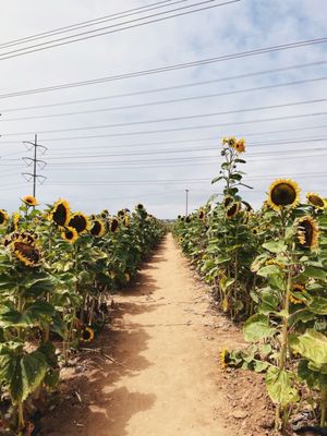 Carlsbad Strawberry Company by null