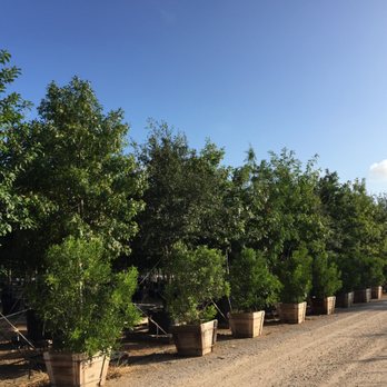 Backbone Valley Nursery - Boxed Texas Mountain Laurels with 100 gallon trees in background. - Nurseries & Gardening Near Me - Marble Falls, Texas Backbone Valley Nursery - Boxed Texas Mountain Laurels with 100 gallon trees in background. - Nurseries & Gardening Near Me - Marble Falls, Texas
