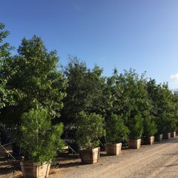Backbone Valley Nursery - Boxed Texas Mountain Laurels with 100 gallon trees in background.