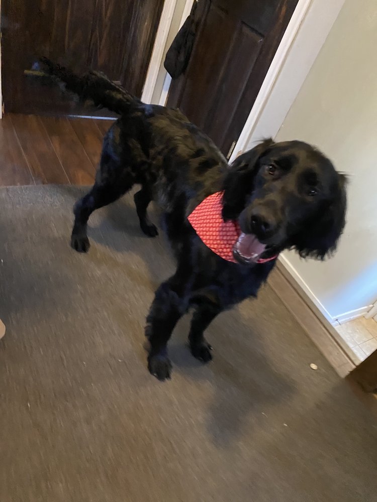 GENTLE GROOMER Updated September 2024 22 Photos 37 Ridge Rd