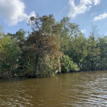 Ultimate Swamp Adventures - Tours Near Me - Westwego, Louisiana