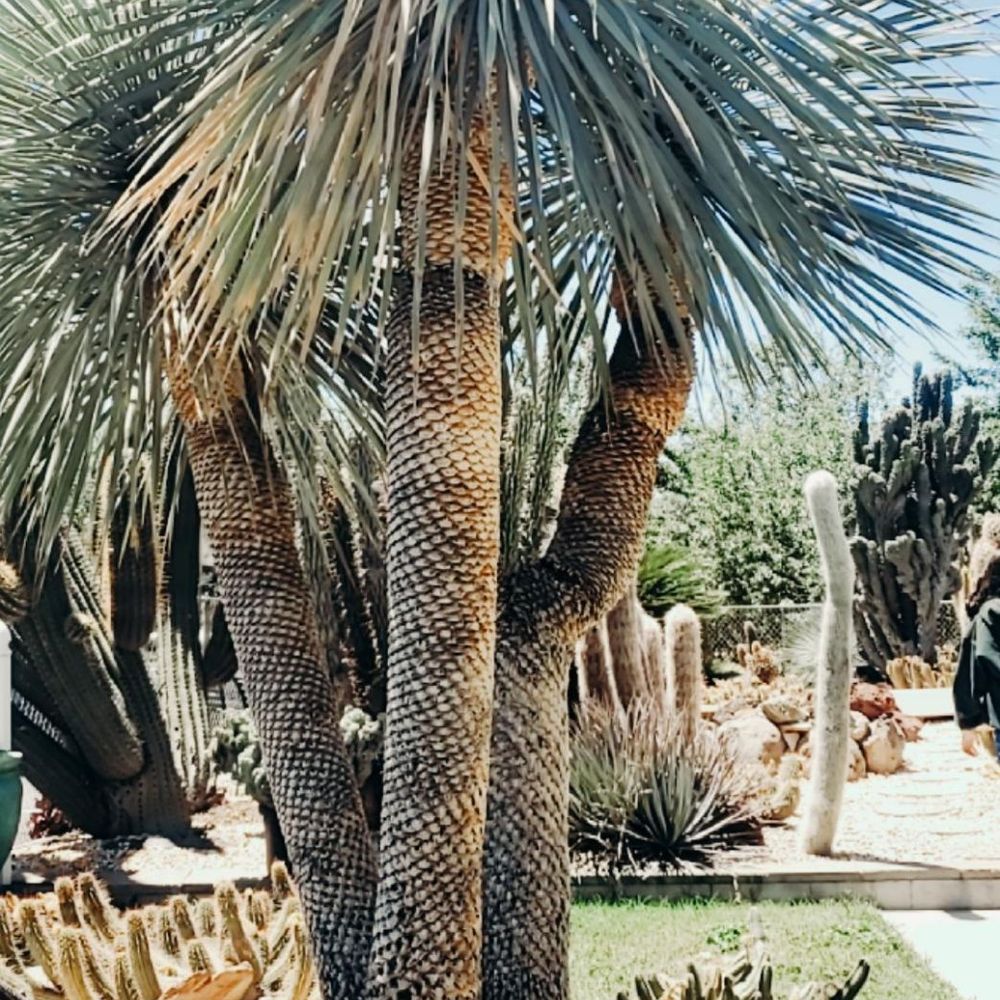 Poot's Cactus Nursery - Nurseries & Gardening Near Me - Ripon, California Poot's Cactus Nursery - Nurseries & Gardening Near Me - Ripon, California