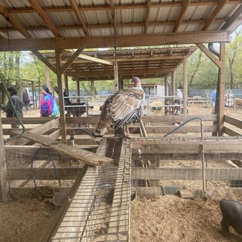 BJ Reece Orchards - Animals - Fruits & Veggies Near Me - Ellijay, Georgia