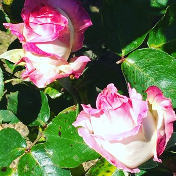 Foxhaven Wellness - Reiki Near Me - Towson, Maryland