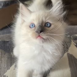 Lil’ Meow Meows Ragdoll Cattery