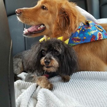 Le Pup Pet Supplies and Grooming - Sawyer and Chanel love their new hair cuts. - Pet Stores Near Me - Ocoee, Florida