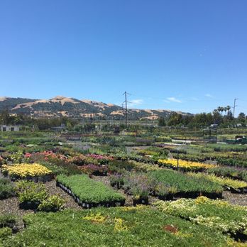 Devil Mountain Wholesale Nursery - San Ramon - Selection of plants - Nurseries & Gardening Near Me - San Ramon, California Devil Mountain Wholesale Nursery - San Ramon - Selection of plants - Nurseries & Gardening Near Me - San Ramon, California