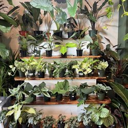 Foliage & Flora - Foliage plants