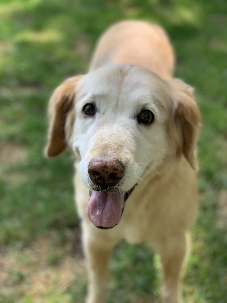 UPPER CAPE PET SERVICES 35 Photos & 19 Reviews 433 East Falmouth